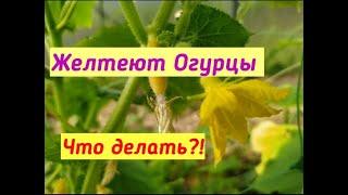 Почему желтеют листья огурцов, желтеют завязи огурцов, идут одни пустоцветы?! Что делать?