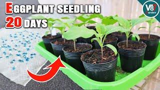 Complete Guide to Eggplant Seedling Care: From Germination to Transplanting