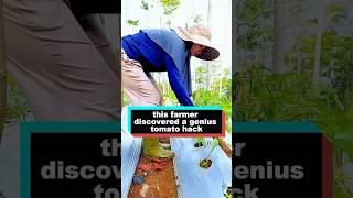 this farmer discovered a genius tomato hack. #delicous #food #facts #youtube