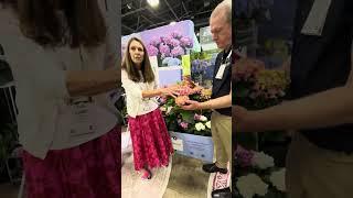 Discover Plush Petal® Hydrangeas: Insights from Cultivate'24 with Everde Growers & Plants Nouveau