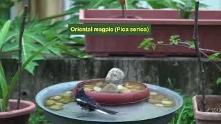 Magpie Madness!!!