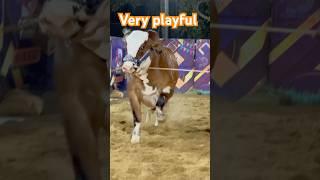 he is dangerous|| vary playful || maweshi mandi #cow #bull