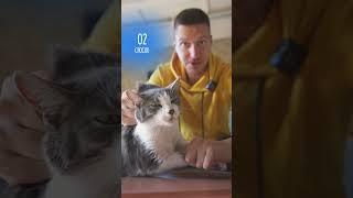 Три способа зафиксировать кошку