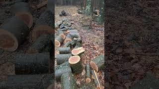 Cutting beech and running out of gas!! #farming #wood