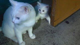 White cat with kittens walking on the third floor