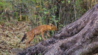 Leopard vs Wild dogs.