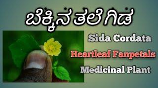 ಬೆಕ್ಕಿನತಲೆ ಗಿಡ , Sida Cordata, Heartleaf Sida, Fannel Weed