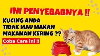 Ternyata Inilah !! 10 Penyebab Mengapa Kucing Tidak Mau Makan Dry Food atau Makanan Kering