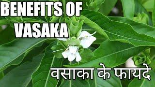 BENEFITS OF VASAKA ( MALABAR NUTS)