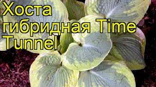 Хоста гибридная Тайм Туннель. Краткий обзор, описание характеристик hosta hybrida Time Tunnel