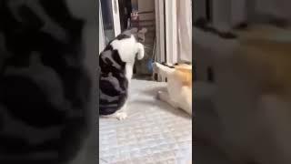 cat didn t even filech#shorts #catlover #tiktok #viral