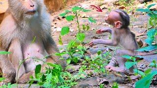 Funny ..... baby Monkey MOKEN go to join with mom PINKA but mom ignore.