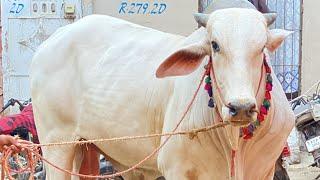 Jalal house Qurbani 2k24 Second sibbi Alhamduillah