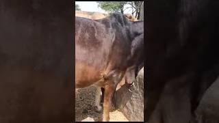 Bachra For Sell || Very Cheapest Price || #cowmandi #worldrecord #trendingchannel #1millionviews#nt