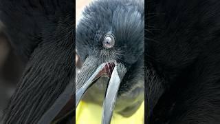 [カラスの喉の開閉ヤバくない？]#shorts  #birds #カラス #crow