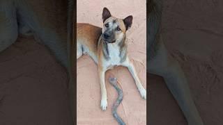 Super viral video and funny, animals amazing #shorts#viralvideo#funny#animals