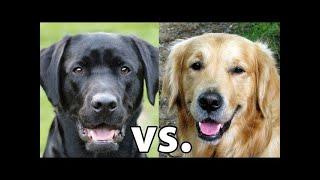 Golden Retriever vs. Labrador Retriever: Which Is Better?