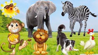 Learn to love animals, learn animal sounds dog, cat, horse, elephant, cow, monkey, pig