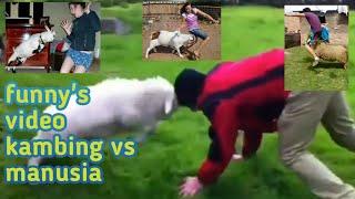 funny's video_kambing vs manusia | tebak siapa yg menang?animals instinct | animal world