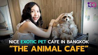 The Animal Cafe Bangkok