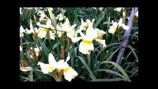 Best Garden Perennials, Iris 'Butter and Sugar' (Siberian Iris)