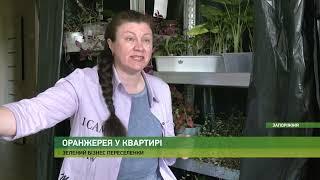 На часі - “Зелений” бізнес: переселенка з м. Пологи вирощує рослини на продаж. - 08.06.2023