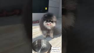 #pomeranian#pomeranianpuppy#померанец#померанскийщпиц#померанский_шпиц#померанский