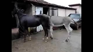 wow Amazing Cross mating is Between Horses and Donkey