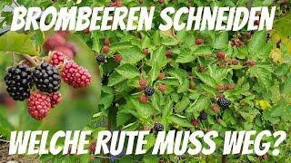 Brombeere schneiden   Welche Rute muss weg?