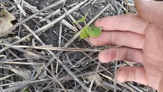 No-Till соняшник після обробки євролайтінгом.