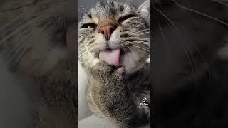 котей#shorts #кот #лучшеетикток #трендытикток