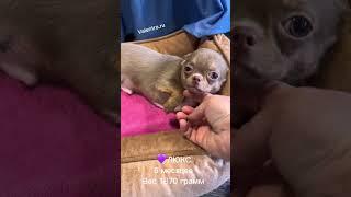 Лиловый ЧИХУАХУА #купитьщенка #чихуахуа #chihuahua #щенкичихуахуа #puppy #щенок