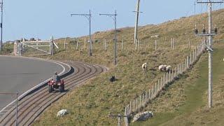 Dan the Great Orme Shepherd and his dog herding sheep