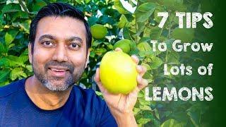 7 Tips to Grow Lots of Lemons | Daisy Creek Farms