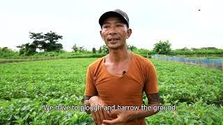 Water Spinach Grower