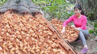 Harvesting A Lot Of Coconut Weevil In Rotten Coconut Trunks Goes To Market Sell - My Bushcraft