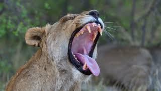 Botswana Self Drive Safari 2019