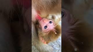Enjoy With Monkey Protect Wildlife # AnimalLife #Shorts 210322 9