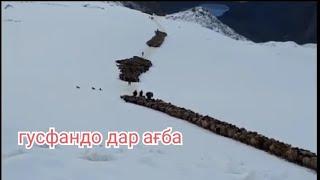 гусфандо дар ағба ба яғноб рафтан ба айлоқ#дастгири