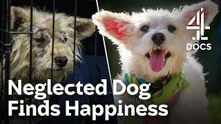 Adopting a Traumatised Stray Dog | The Dog House | Channel 4