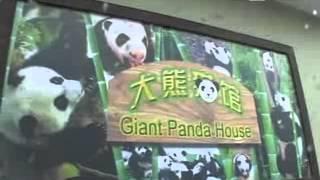 5886funny animal   Shanghai zoo panda super adorable Expo ten