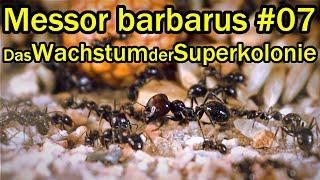 Messor barbarus #07 II In 2,5 Jahren zu ca.5000 Arbeiterinnen