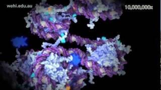 X Inactivation and Epigenetics (2011) Etsuko Uno wehi.tv