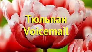 Тюльпан махровый Войсмейл. Краткий обзор, описание характеристик tulipa Voicemail