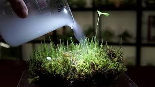 Pouring fog on a piece of live feather moss colony