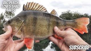 Big perch loves shad baits!