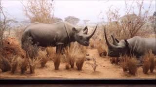 Hall of African Mammals at Natural History Museum of Los Angeles County