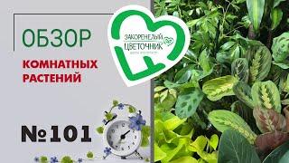 Обзор растений: арахис, аглаонемы, пеперомии, аспарагусы, папоротники, гиацинты, азалии, фикусы #101