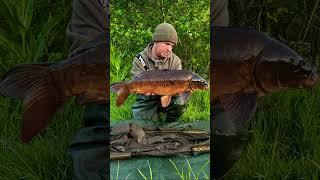 @DNADIGITALTV #orange #mirror #dnabaits #anotheronebitesthebug #carpy #carp #6ftrodsquad #fishing