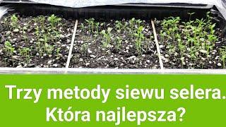 Trzy metody siewu selera. Która najlepsza?